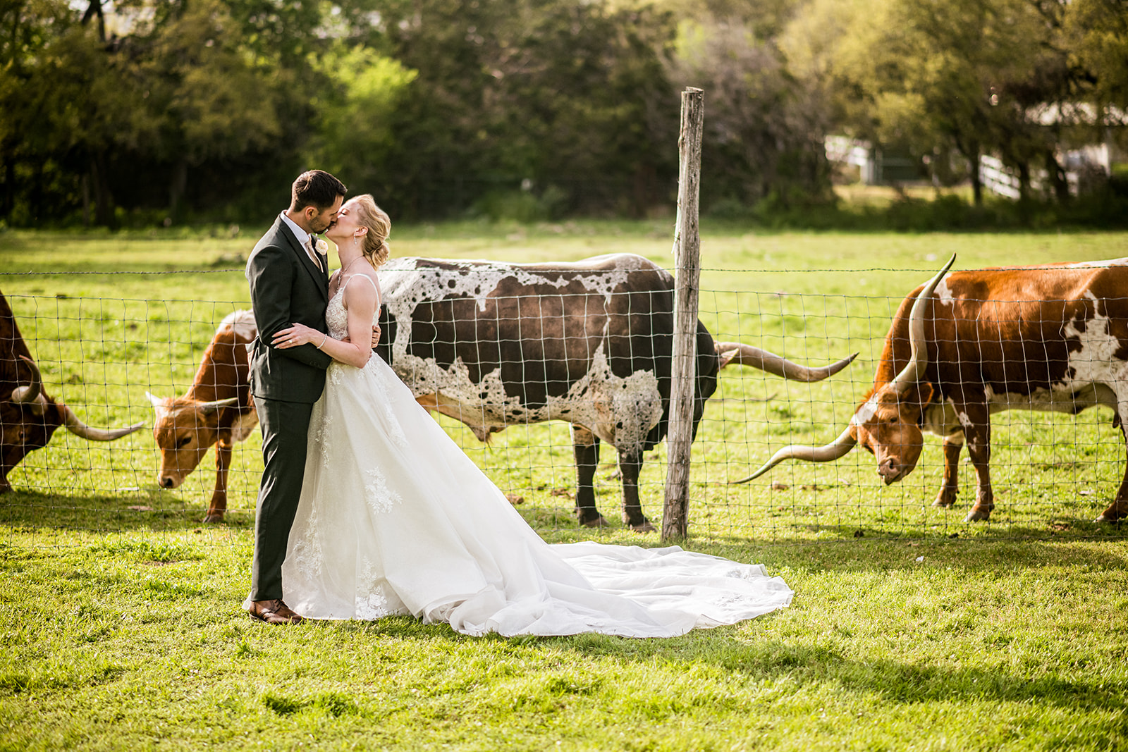 A husband and wife stand in front of longhorn cows at The Addison Grove